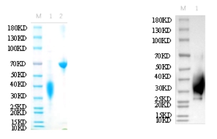 Reducing 12% SDS-PAGE and WB analysis profile of purified I168A<br />1. I168A<br />2. BSA